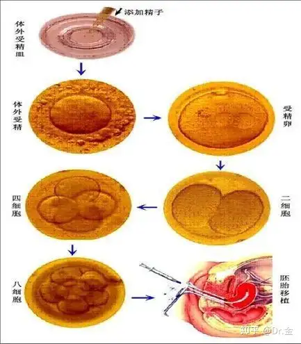 成都供卵生殖中心（上海公立医院可以直接做三代试管吗？你想知道的都在这！）