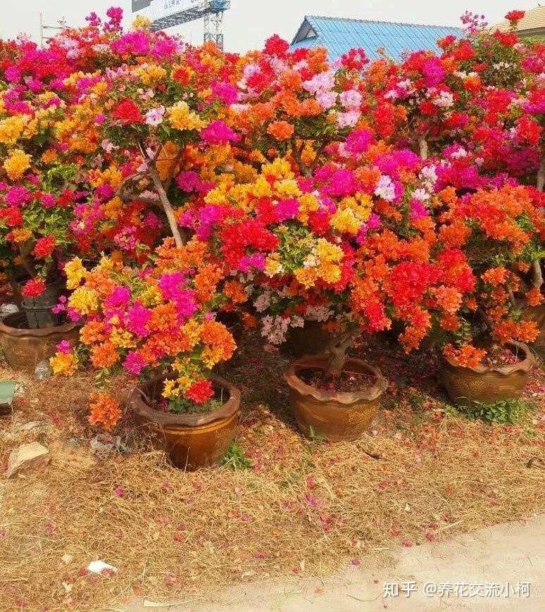 给太多水和肥料都会导致三角梅不开花 真要引起花友注意了 知乎