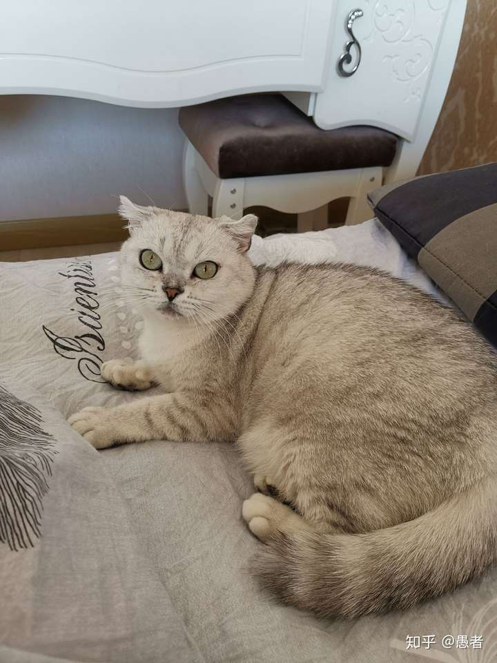 银渐层返祖是串还是纯种