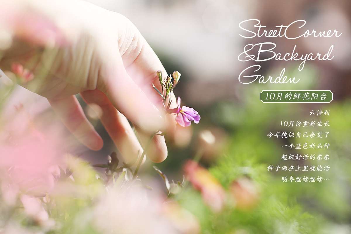 10月的鲜花阳台 知乎