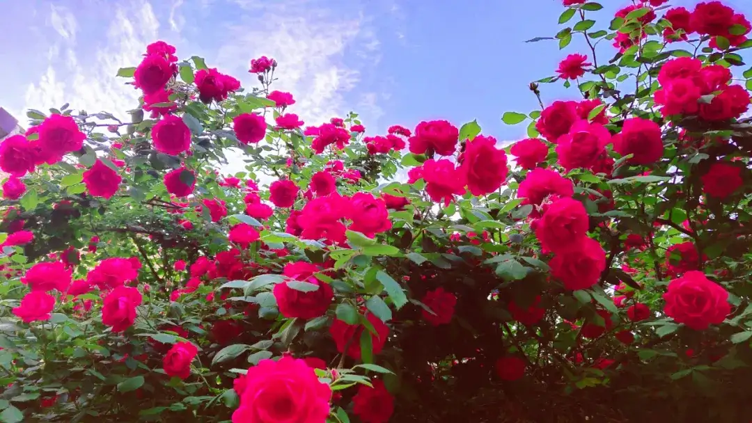 世界这么大 美景 辣 么多 30张不同颜色的月季花美图欣赏 值得收藏 知乎