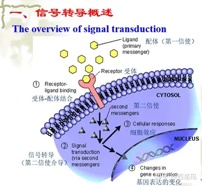 生理学专题（1-细胞的基本功能） - 知乎