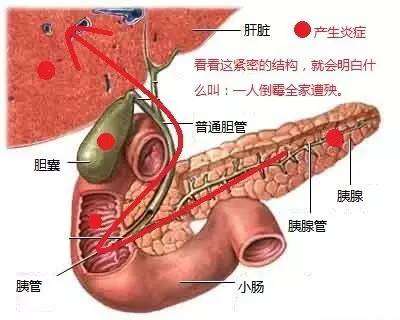 为什么我的猫得了胰腺炎、炎性肠炎(IBD),而其他猫没有? - 知乎