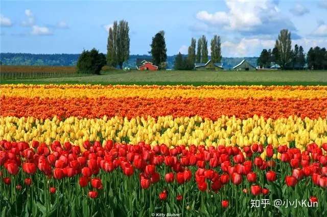 爱上西雅图 四月天 最美不过郁金香 附赏花攻略 知乎