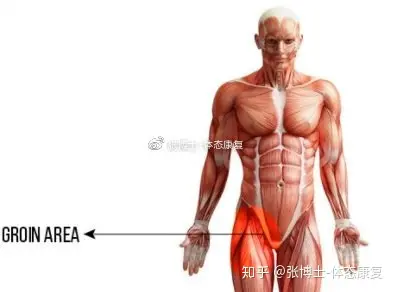 上界为髂前上棘至腹直肌外缘的水平线,下界为腹股沟韧带