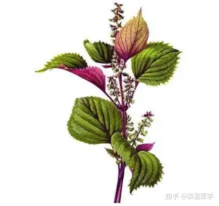 小小紫苏全身都是宝 竟蕴含着如此神奇的功效 知乎