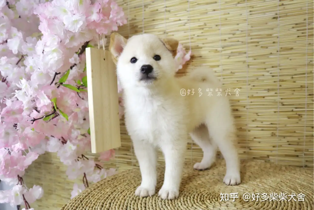 柴犬科普 如何挑选品相好的白柴幼犬 知乎 柴犬科普 如何挑选品相好的白柴幼犬 知乎