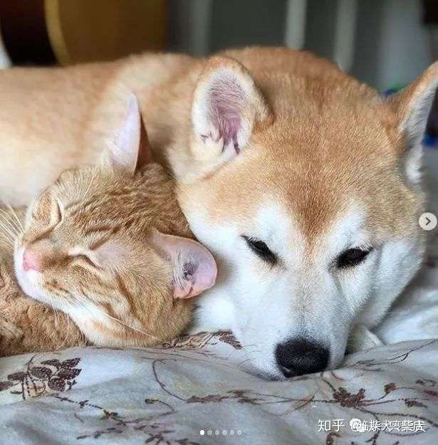 每天和橘猫一起混的柴犬 竟然以为自己就是一只喵 知乎