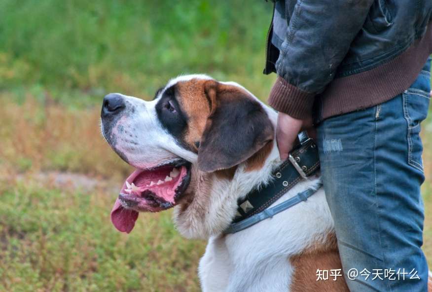 狗狗几岁才算是老年犬 进入老年期的狗狗有什么身体变化 知乎