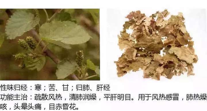 500余种中草药图  第29张