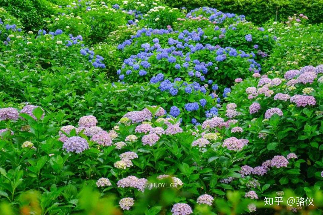 六月限定 梅雨时节最治愈的 就是紫阳花了 知乎