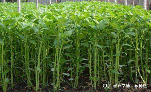 空心菜好吃又营养 掌握春季种植技巧 一次撒种多次收获 知乎