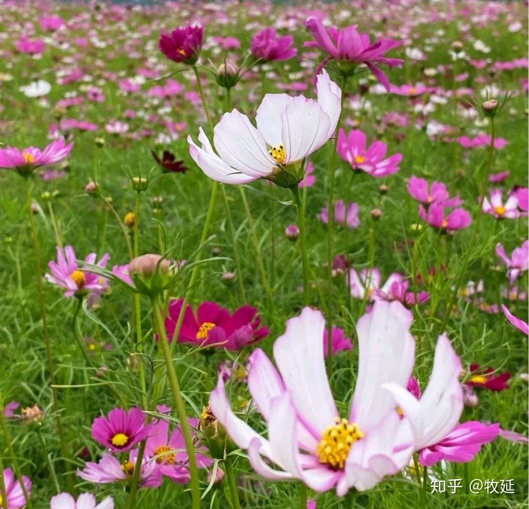 七孔桥花海 美的享受 知乎