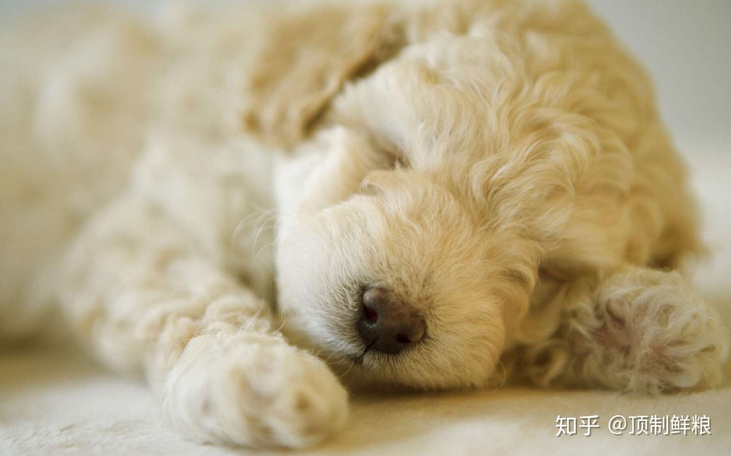 狗狗每天的睡眠时间有多长 知乎