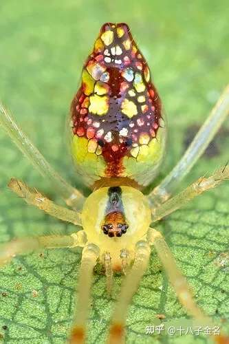 宝石蜘蛛 身上贴着 彩色玻璃 的最美蜘蛛亮片超闪耀彷彿童话生物 知乎