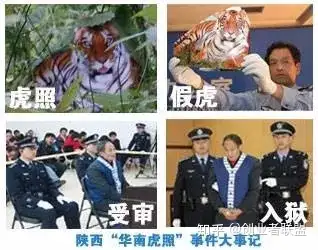 2007年10月3日,陕西一个名叫周正龙的农民,宣布他拍到了野生华南虎