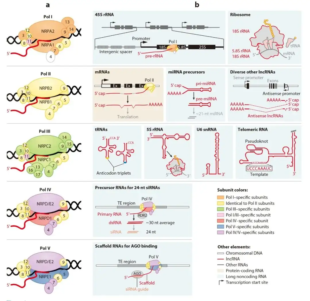 RNA普查——LncRNA在植物中的研究进展- 知乎