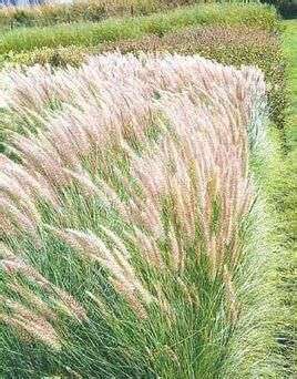 稂莠不齐和良莠不齐的区别是什么