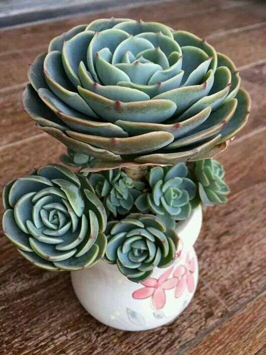 多肉植物玉碟每天认识一款多肉 知乎