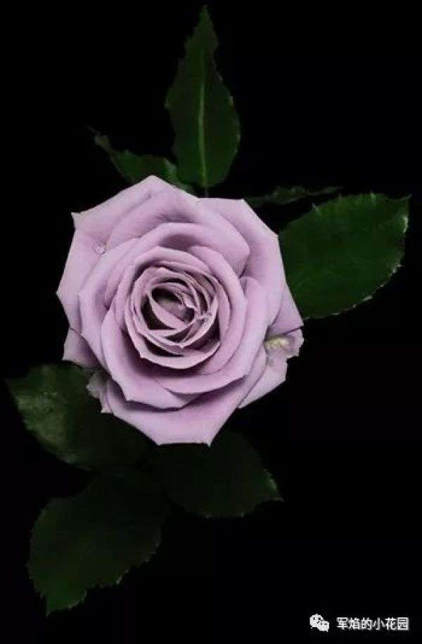 报告 有家公司一直盯着蓝色系花不放 园艺界 知乎