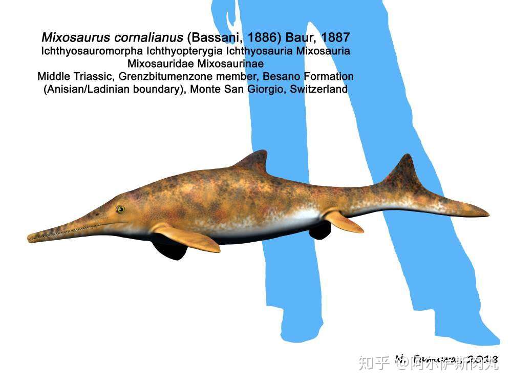鱼龙的鱼形化之路3混鱼龙mixosaurus