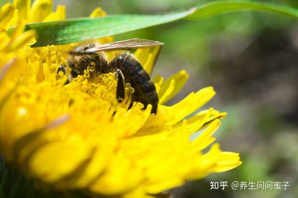 花粉成春季过敏主因 罪魁祸首 竟不是花 知乎