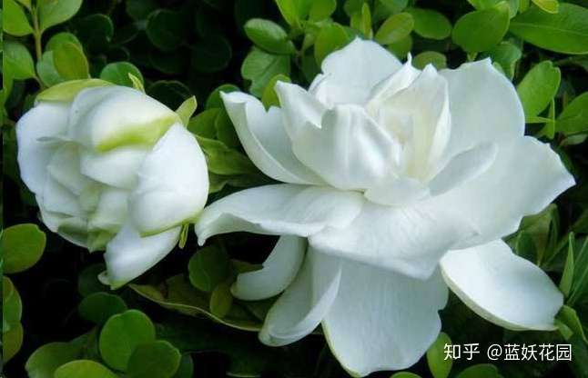 蓝妖 栀子花入夏三件事 越长越饱满 来年开花翻一倍 知乎