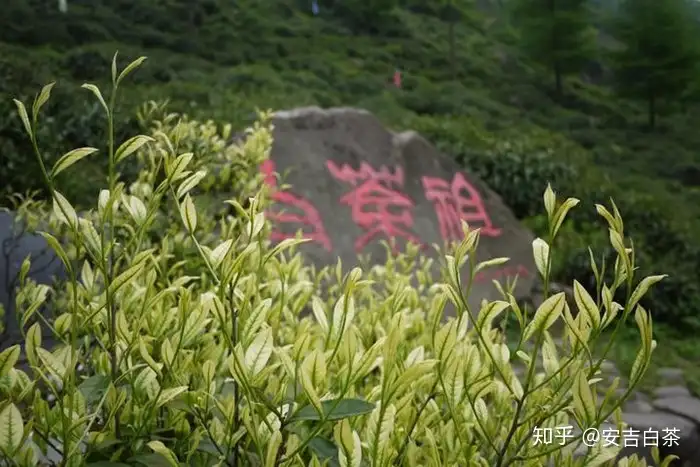 安吉白茶祖简介，白茶祖历史由来传说