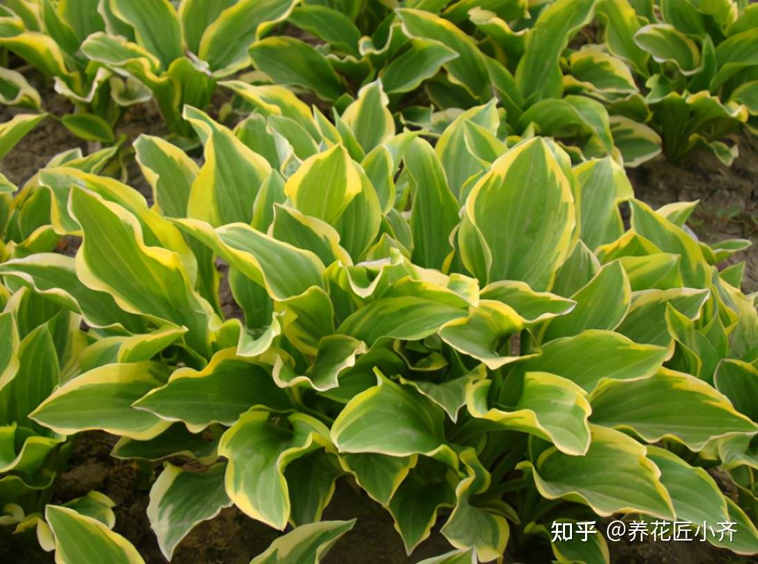 北方冬季寒冷夏季炎热 八种花可以露天栽培 它们不怕冷不怕热 知乎