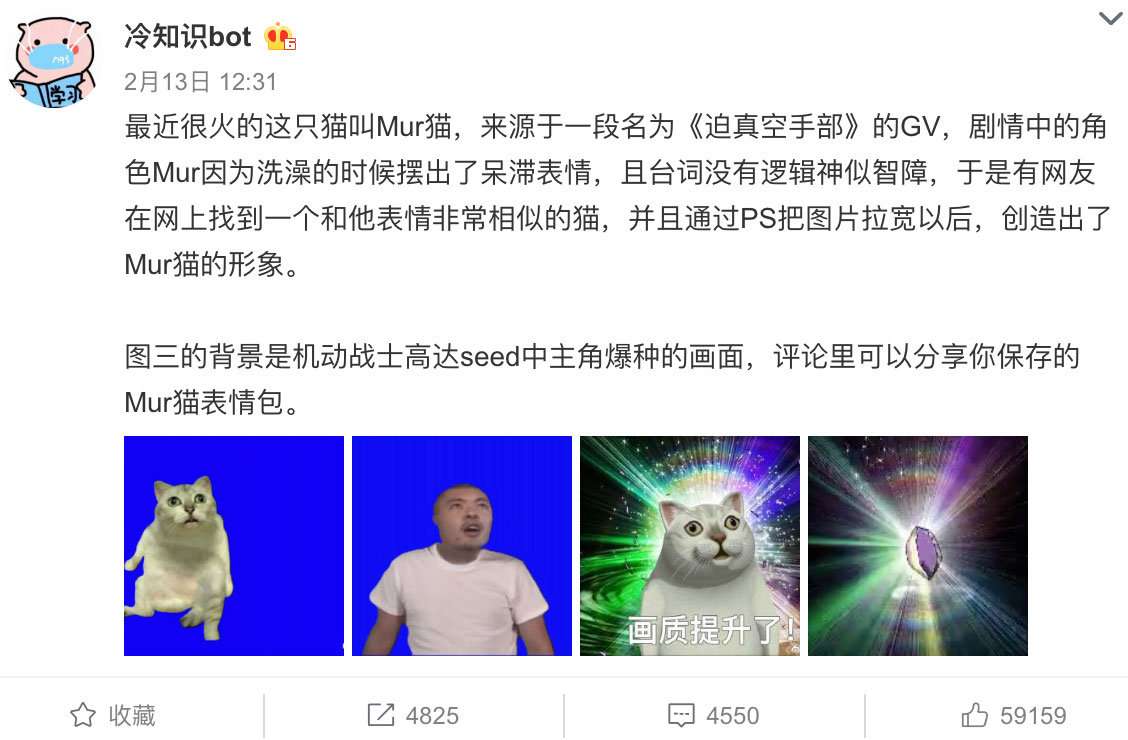 为什么微博 B站流行的mur猫 都有一对巨大的蛋蛋 知乎