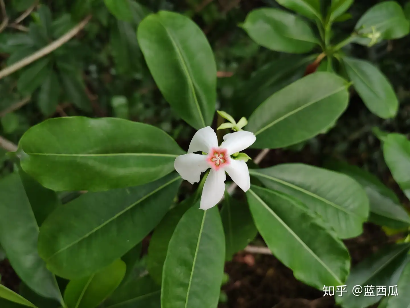 半红树植物（夹竹桃科） - 知乎