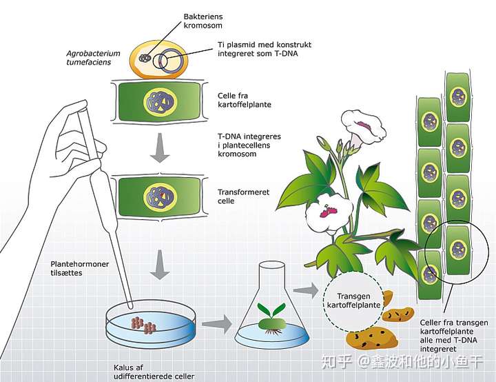 农杆菌转化法流程图图片