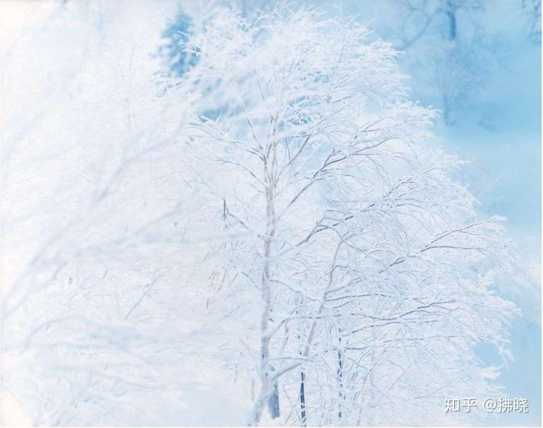 Yuki Sakura 日本写真家铃木理策的见物与感触 知乎