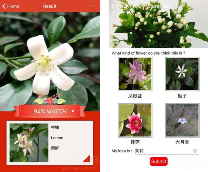 我们终于知道那天所看见的花的名字 知乎