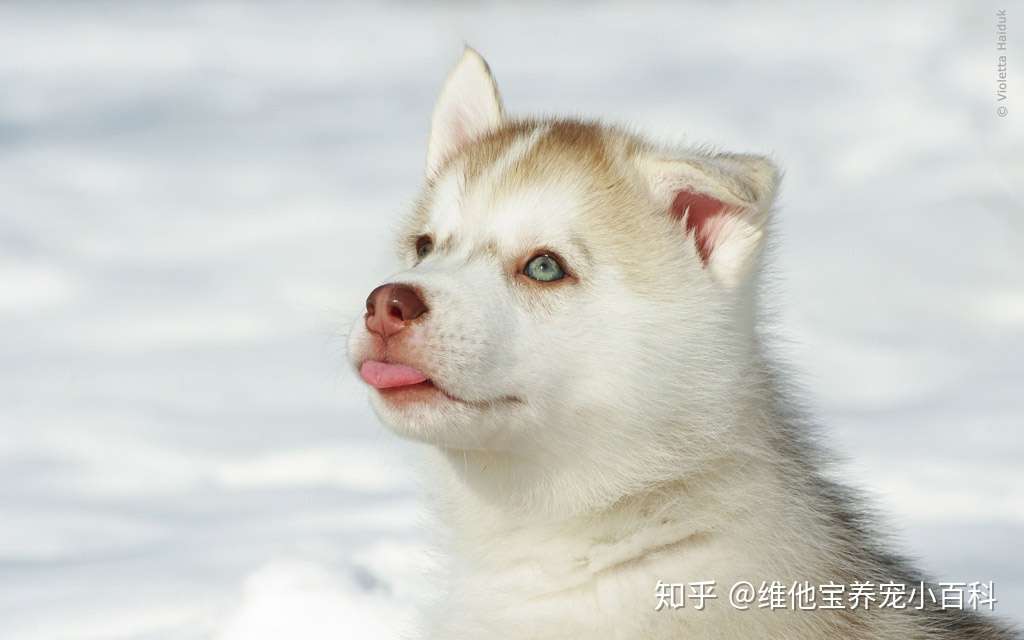 几个月内的狗属于幼犬 知乎