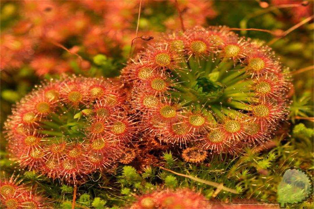 世界上真的有食人花吗 知乎