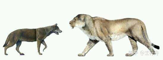 关于动物的脑洞 一 为什么野生动物中有很多种大型猫科 却缺少类似的大型犬科 知乎