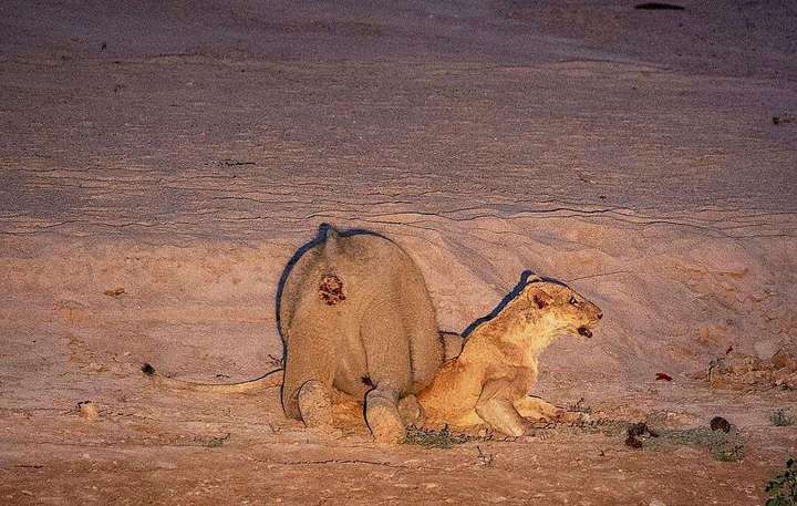 比如成群的狮子可以猎杀成年大象, 狮群猎杀成年大象的成功率不是