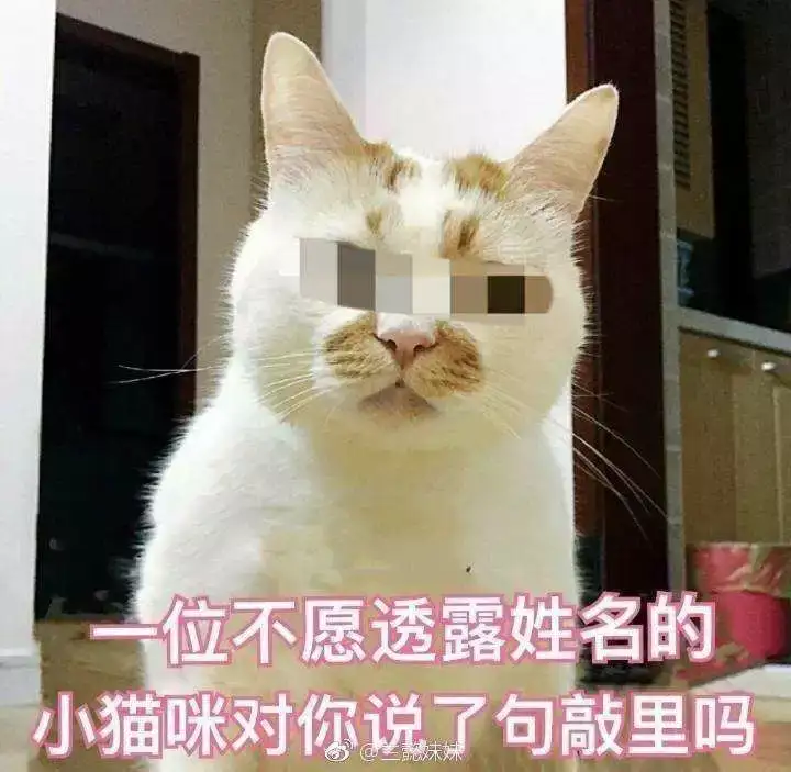 对猫家暴之后 十分后悔 该如何挽回我俩的关系啊 知乎