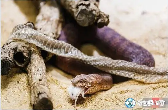 Most venomous snake, photo by Chinese network