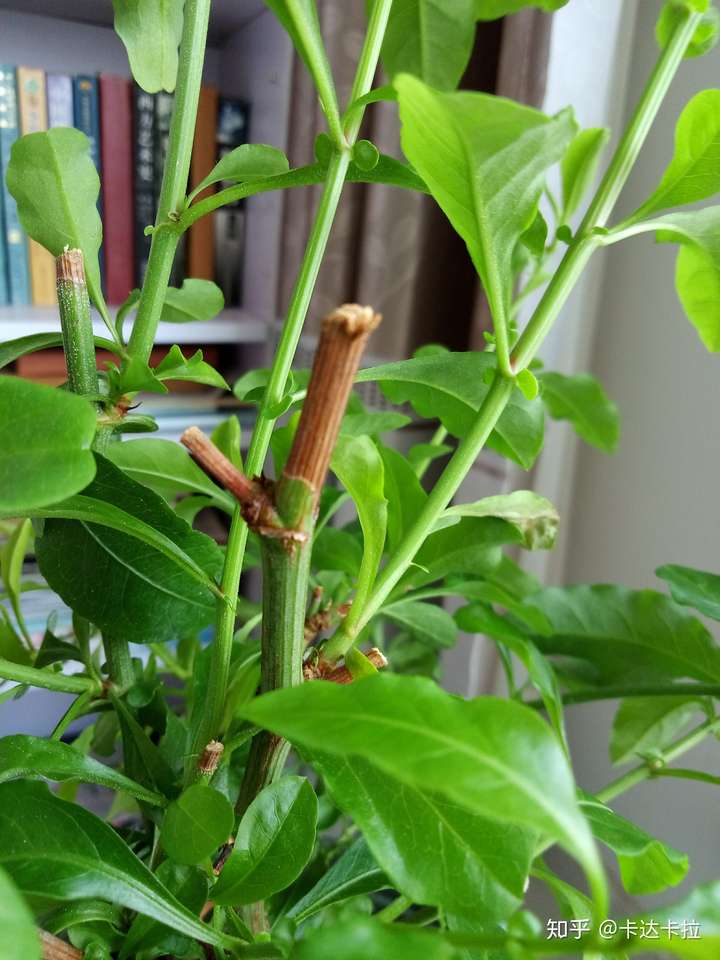 我的乒乓菊的茎 越长越长了 要不要剪掉?