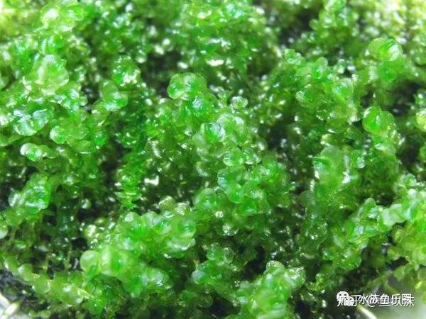 45种moss水草 图鉴名称信息分享 知乎