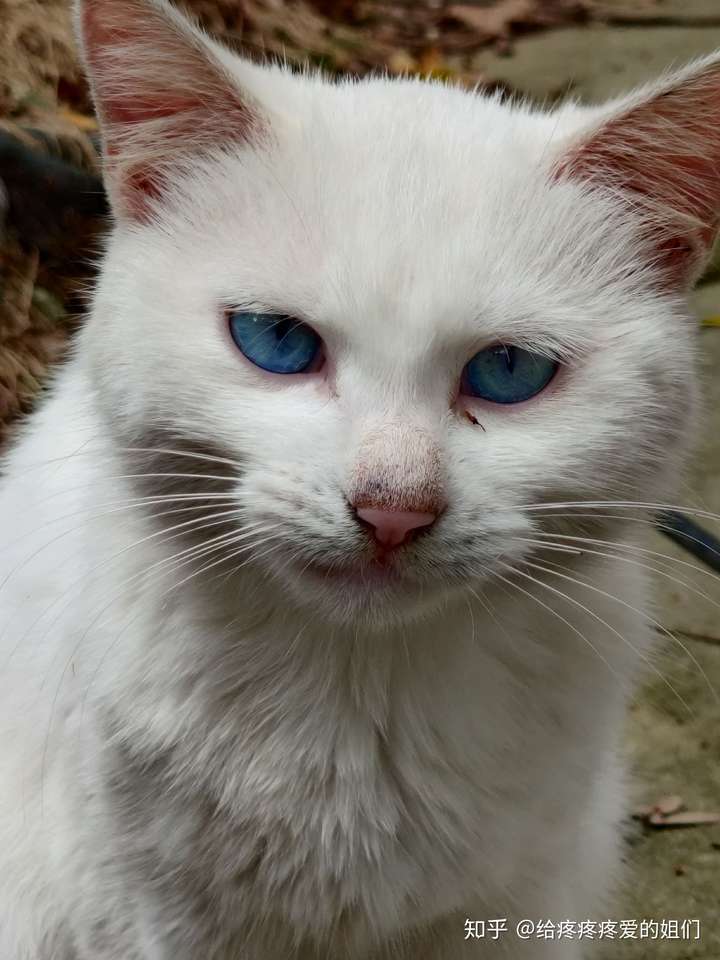 出去玩遇到一只蓝眼睛的白猫,眼睛好漂亮