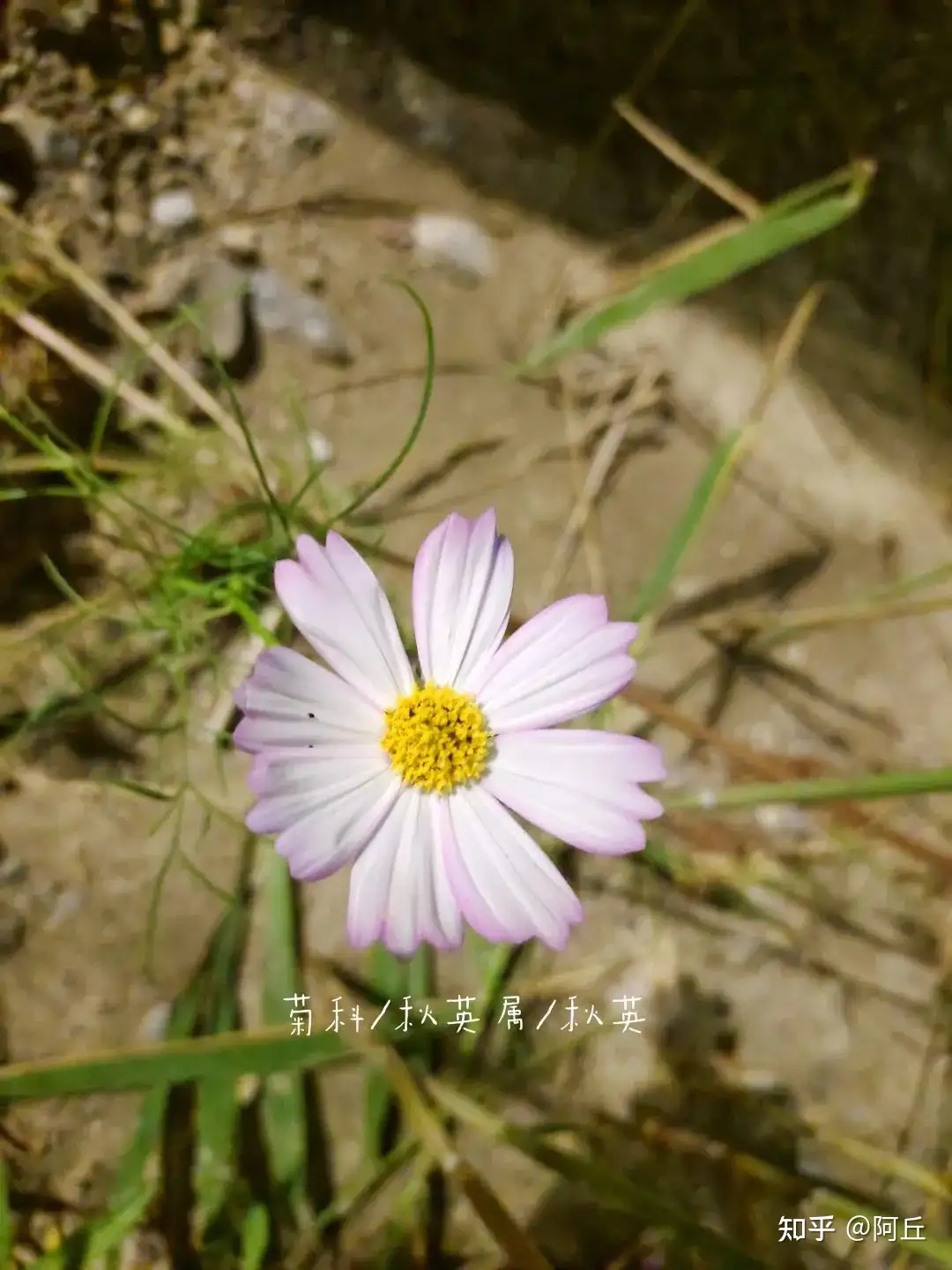 波斯菊是来自古波斯的神秘花花吗 知乎