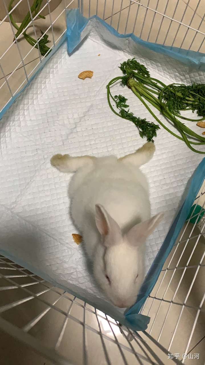 兔子后腿脱臼怎么办