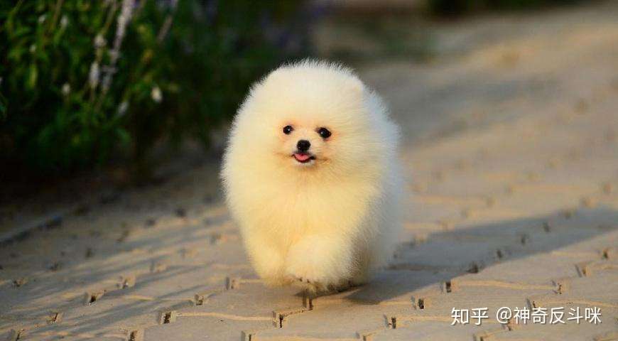 宠物狗 博美犬 知乎
