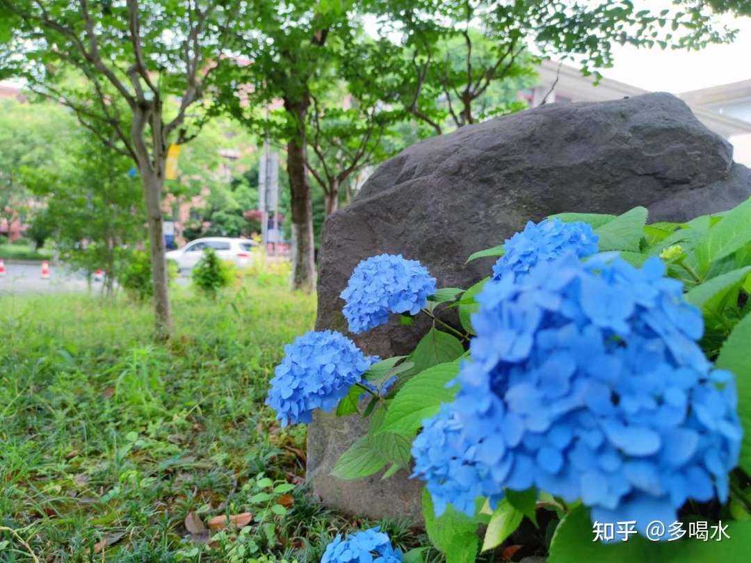 你知道绣球花会变色吗 知乎