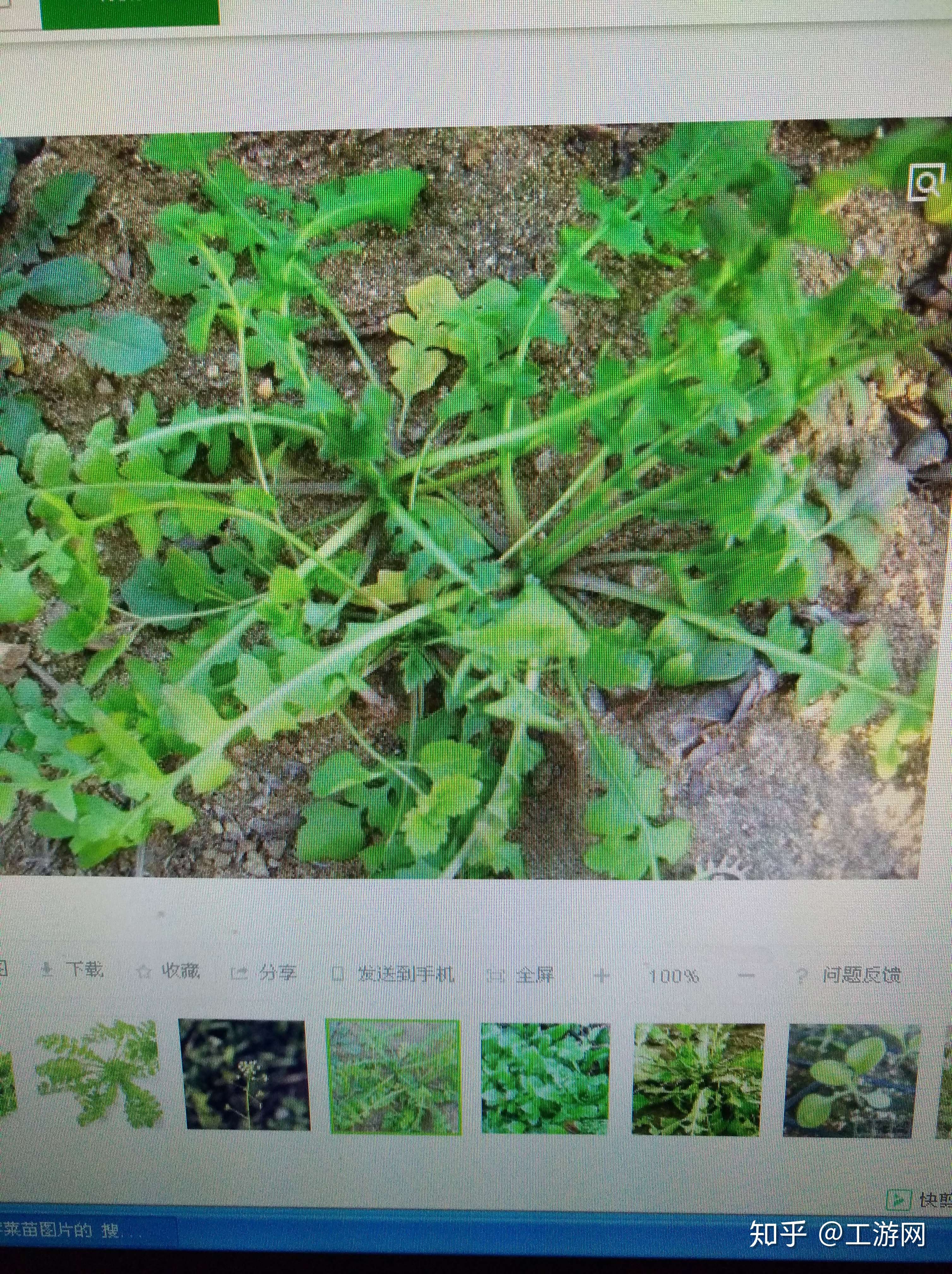 是婆婆丁还是荠菜?