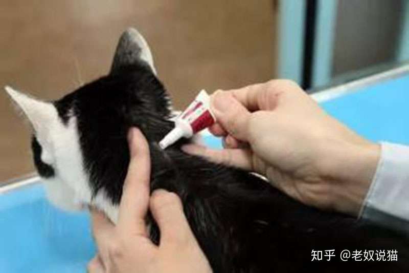 细心点 体外驱虫差点害死猫 知乎