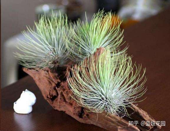 这种植物颜值爆表 有空气就能养活 不用土也不用水培 超级好养 知乎